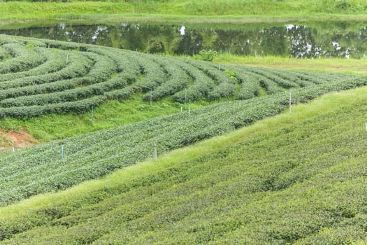 Beautiful of Tea plantation at sunrise photo