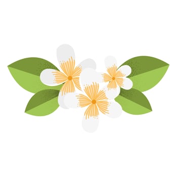 flowers white and leafs vector