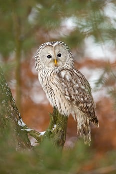 Ural owl, Strix uralensis photo