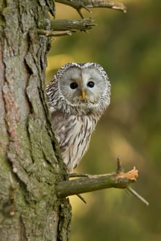 Ural owl, Strix uralensis photo