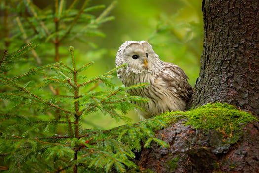 Ural owl, Strix uralensis photo