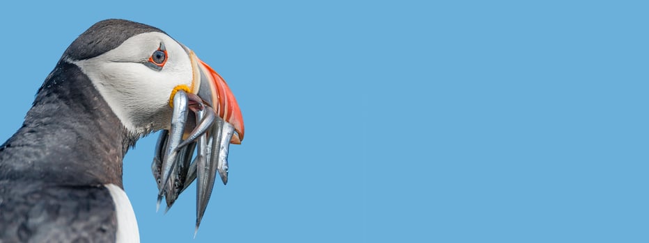 Banner with seabird North Atlantic puffin holding herring fish i photo