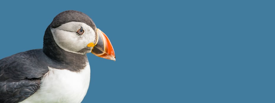 North Atlantic puffins at Faroe island Mykines photo