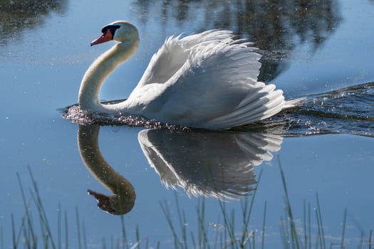 Swan Reflection on Pond photo