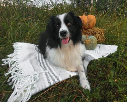 Black and White Mini Australian Shepherd Posing With Pumpkins photo