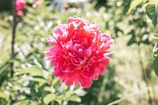 pink peony flower head in full bloom on a background of blurred green leaves photo