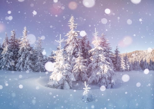 Gorgeous winter place. Outstanding mountains. Trees covered with snow photo