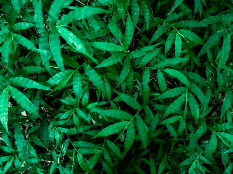 Green grass closeup view background photo