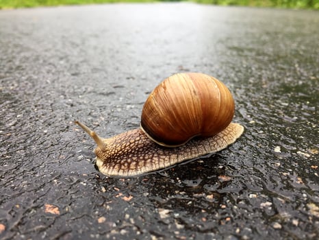 Big garden snail in shell crawling on wet road hurry home photo