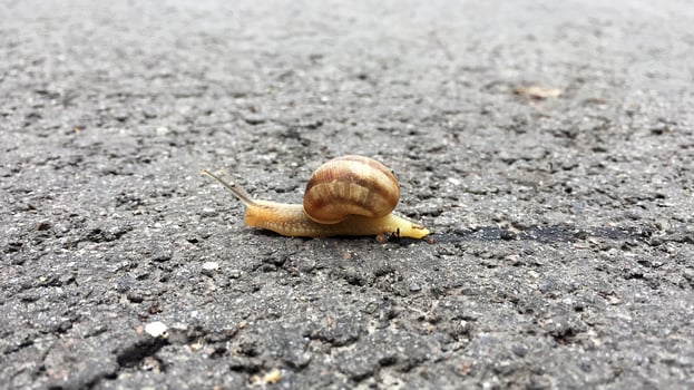 Big garden snail in shell crawling on wet road hurry home photo