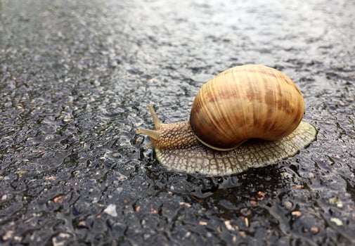 Big garden snail in shell crawling on wet road hurry home photo