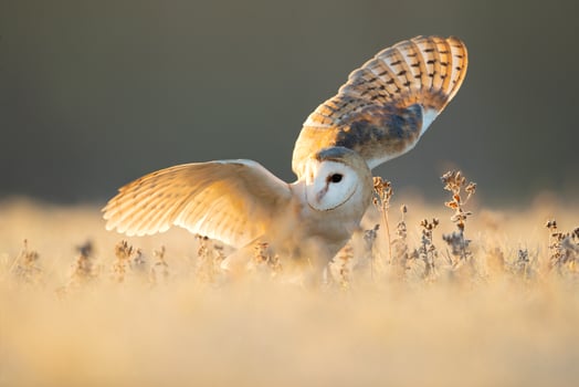 Barn owl, Tyto alba photo