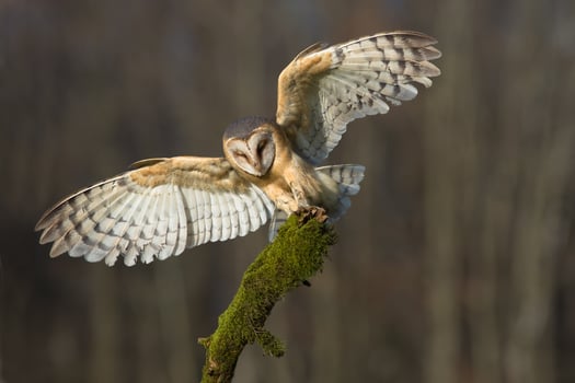 Barn owl, Tyto alba photo