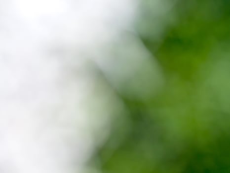 Trees and green leaves background in blur focus photo