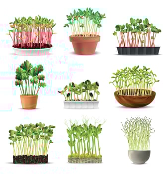 Sprouted Grains Realistic Set vector