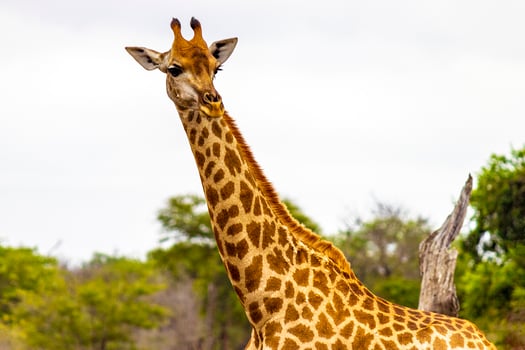 Beautiful tall majestic giraffe Kruger National Park safari South Africa. photo