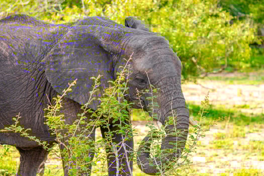 Big FIVE African elephant Kruger National Park safari South Africa. photo