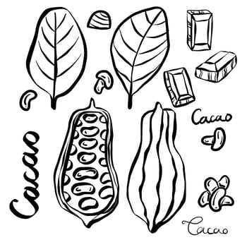 Set with cacao beans vector