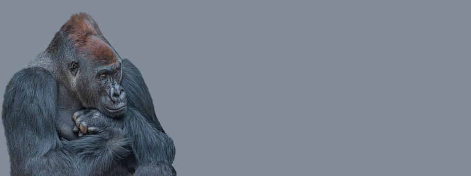 Banner with a very powerful but calm alpha male African gorilla, thinking at something, sad or depressed at grey solid background with copy space. photo