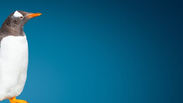 Banner with funny Gentoo penguin isolated at gradient blue background, Beagle Channel in Patagonia, Argentina, details, closeup photo