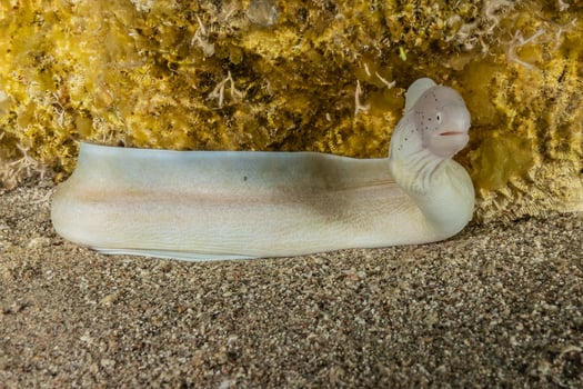 Moray eel Mooray lycodontis undulatus in the Red Sea, Eilat Israel photo