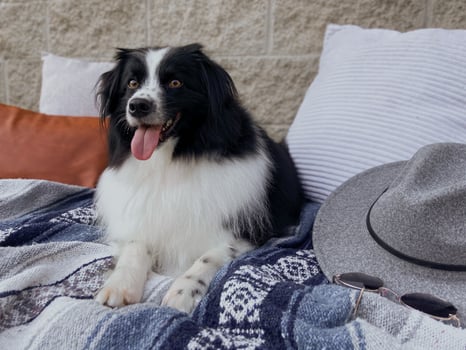 lack and White Miniature Australian Shepherd With Amber Eyes on a Wool Blanket with Pillows, Felt Hat, and Sunglasses photo