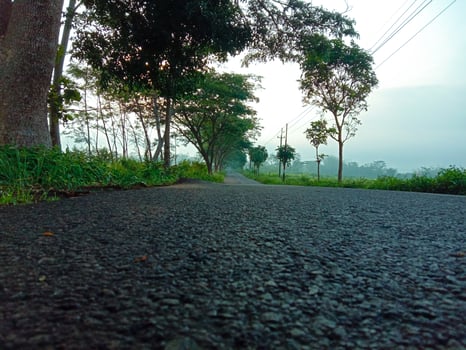 Beautiful tree lined road in the Tunnel of Trees on a drive photo