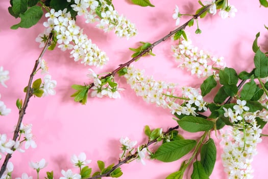 Inscription blooming on a pink background with a flowering branch photo