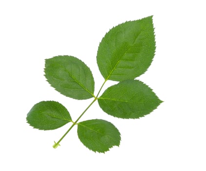 rose leaves on white background photo