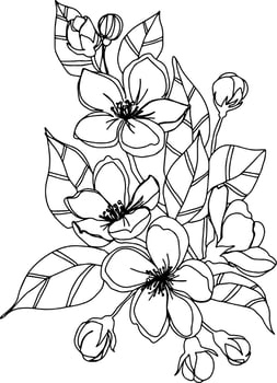 apple blossom branch flowers with leaves open flowers and unopened isolated vector