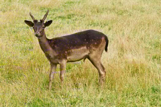 Wild deer in nature photo