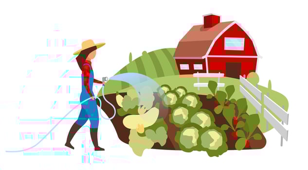 Vegetable farming flat illustration. Female farmer watering field, garden with hose cartoon character. Vegetable crop plants cultivation. Countryside farm, ranch works. Agricultural produce growing vector
