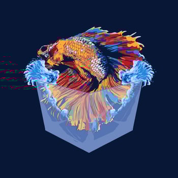 Betta fish on glass box premium vector illustration tshirt design