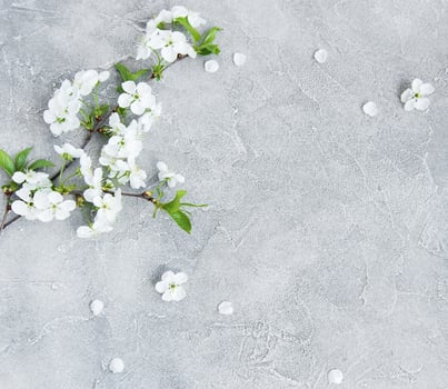 Spring cherry blossom photo