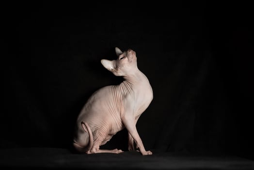 pink hairless sphinx purebred cat lying on black velvet on a dark background photo