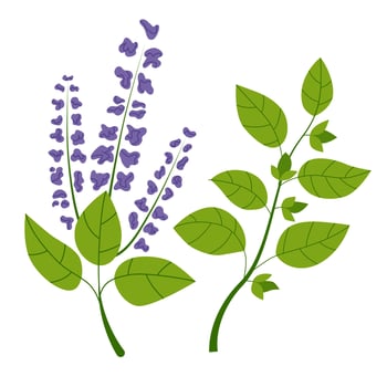 Holy basil plants with purple flowers and green leaves. Isolated drawing on white background. Flat vector illustration.