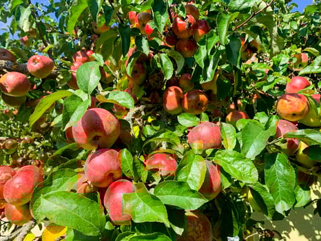 Ripe sweet juicy fruits of apple trees. photo