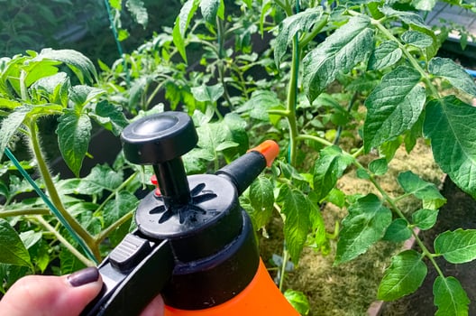 Treatment against diseases and pests with fungicides from plant sprayer. Studio Photo