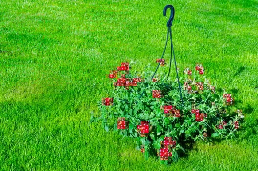 Hanging pots with ampel flowers, design of garden houses. Studio Photo