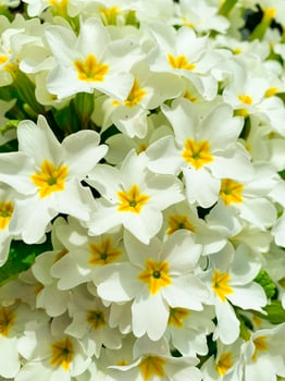 background of white flowers of primrose garden photo