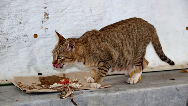 Stray cats eating on the street. A group of homeless and hungry street cats eating food given by volunteers. Feeding a group of wild stray cats, animal protection and adoption concept photo