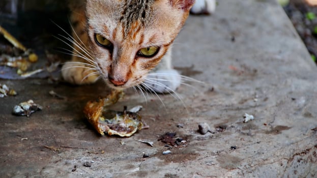 Stray cats eating on the street. A group of homeless and hungry street cats eating food given by volunteers. Feeding a group of wild stray cats, animal protection and adoption concept photo