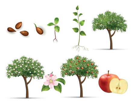 Apple Life Cycle Set vector