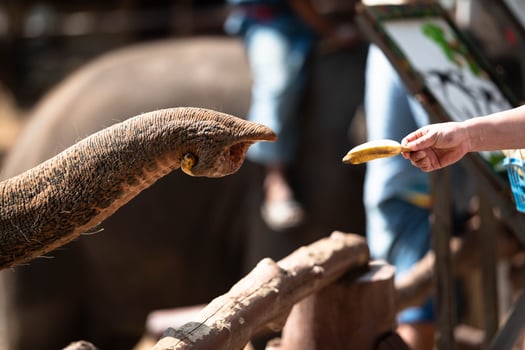 Thai elephants and artistic talents photo
