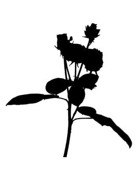 Beautiful Silane White and Black Roses. Isolated on White Background. Vector Illustration