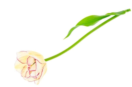 One pink and white tulip, isolated. Photo