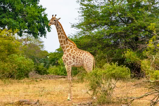 Beautiful tall majestic giraffe Kruger National Park safari South Africa. photo