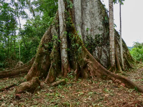 Giant Ceiba Tree photo
