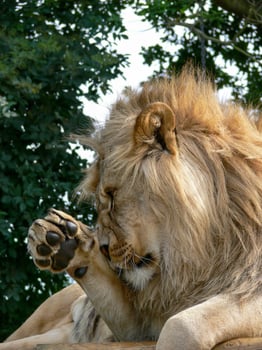 A majestic lion sitting on a wooden platform photo