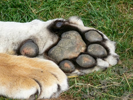 Close up of a tigers paw photo
